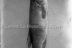 0908-Large-Fish-908 0908-Large-Fish-908