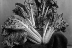 1110-Vegetable-Still44B8F9
