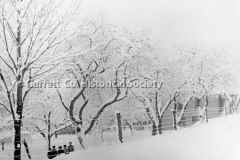 1386-Trees-in-Winter-239A 1386-Trees-in-Winter-239A