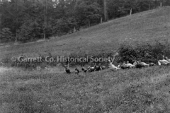 1461-Wild-Turkeys-315A 1461-Wild-Turkeys-315A