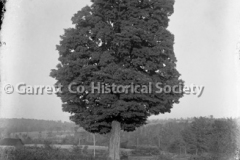 1619-Lone-Tree-476A