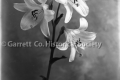 1817-Lillies-662A