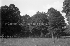 1997-Beautiful-Trees-857A