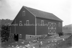 2200-Barn-Chickens-61B