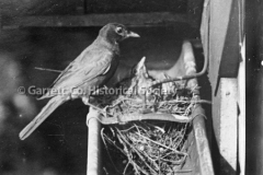 2762-Robin-Young-208C