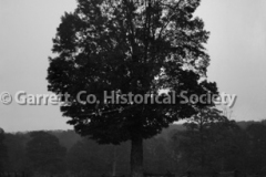 0484-Tree-Moonlight-484