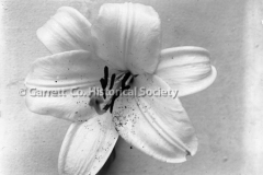 0424-Lily-Bolssom-424