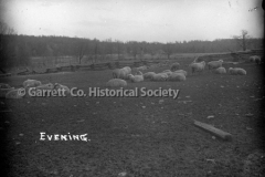 0434-Evening-Sheep-434