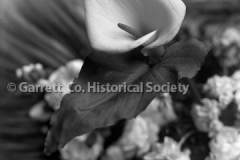 0435-Still-Life-Calla-Lily