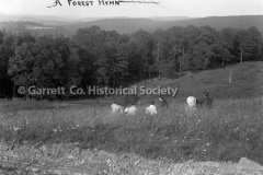 0567-_A-Forest-Hymn_-567 0567-_A-Forest-Hymn_-567