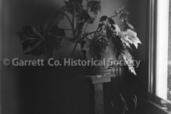0720-Large-Plant-on-44B5F3 0720-Large-Plant-on-44B5F3